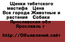 Щенки тибетского мастифа › Цена ­ 80 - Все города Животные и растения » Собаки   . Ярославская обл.,Ярославль г.